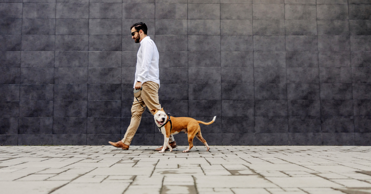 The Simple Guide to Choosing the Right Leash