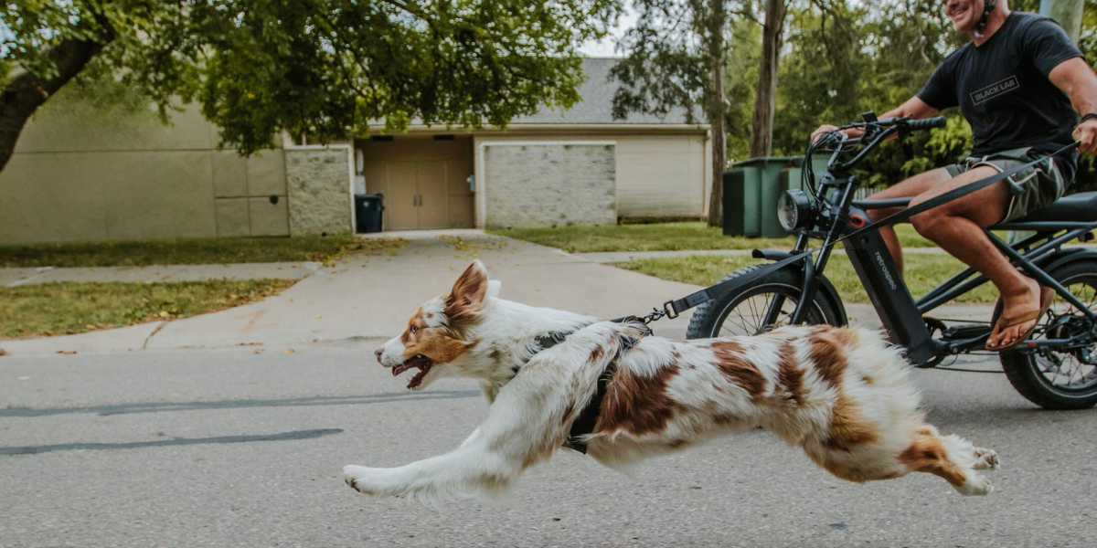 Dog in dog harness running next to a bike