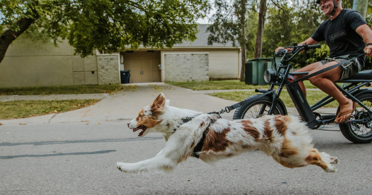 Harnesses 101: Choosing the Right One for Your Pup