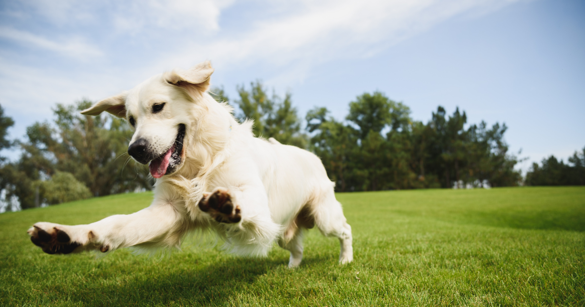 Games to Play with Your Dog