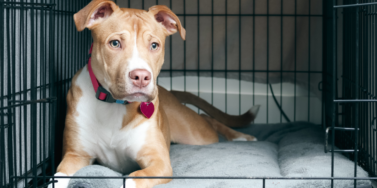 dog in a crate