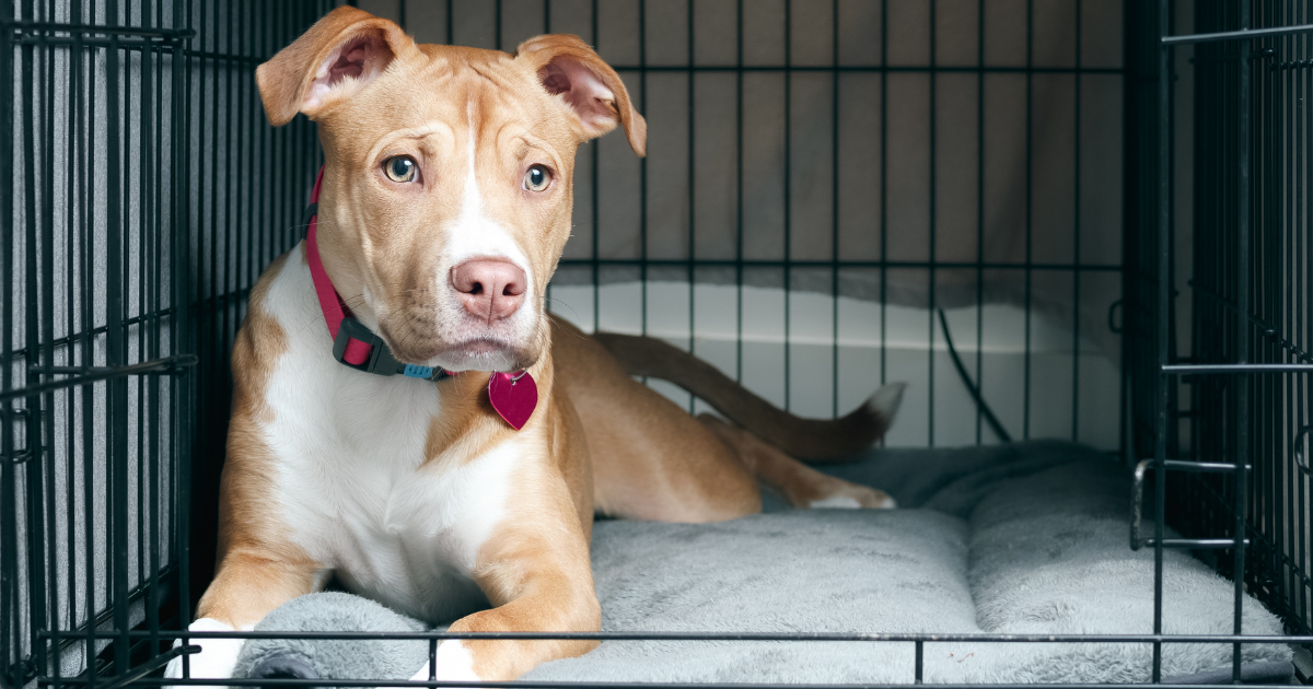 dog in a crate