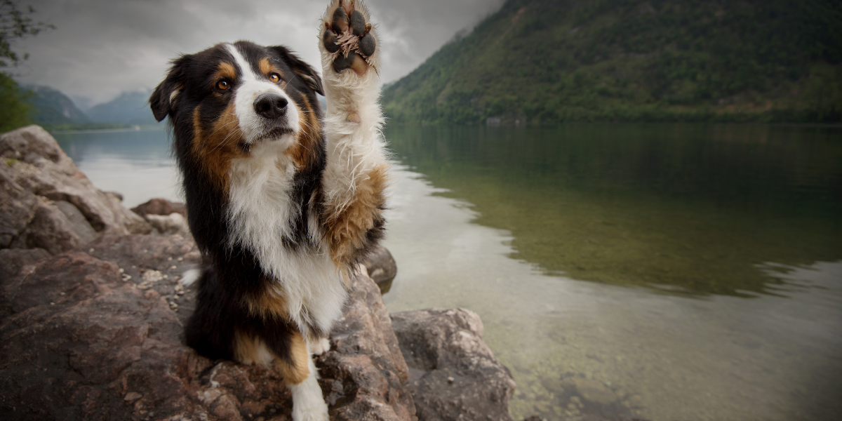 Dog with paw up