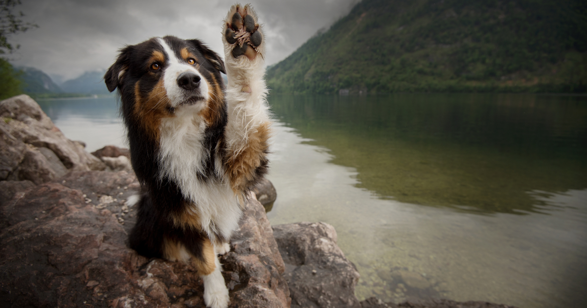 Dog with paw up