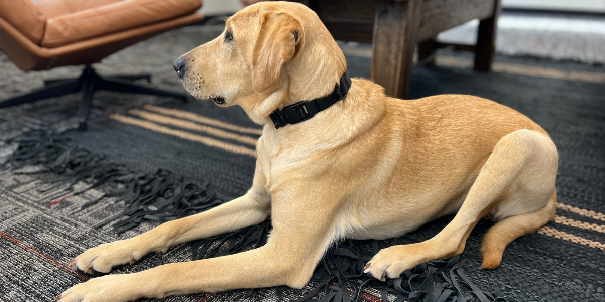 Dog wearing a Black Lab Stayfresh Collar