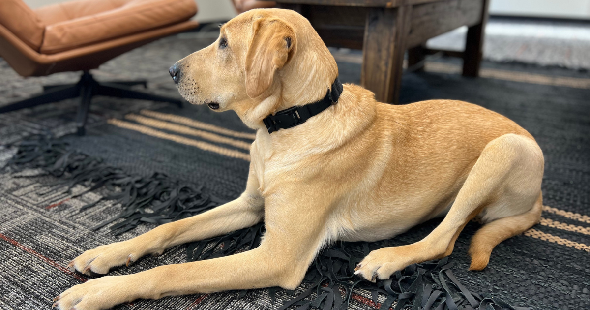 Dog wearing a Black Lab Stayfresh Collar