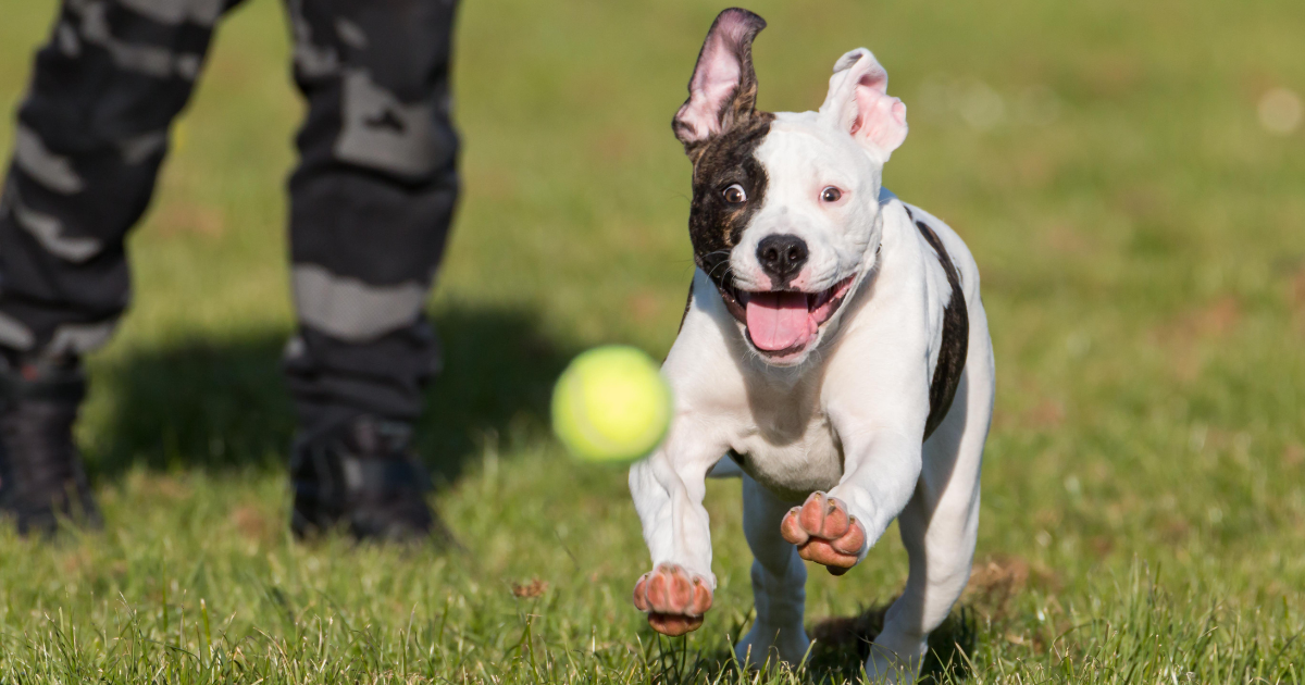 dog chasing tennis ball