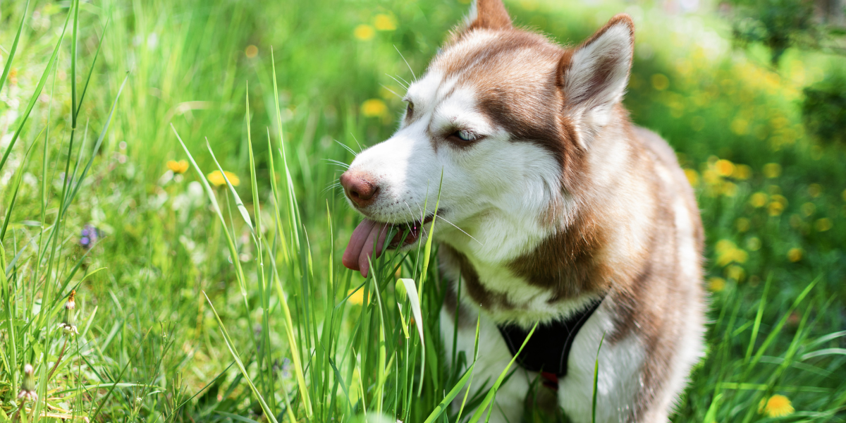 dog eating grass