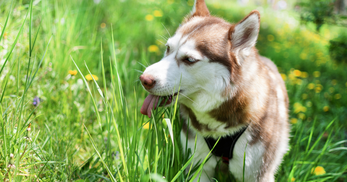 dog eating grass