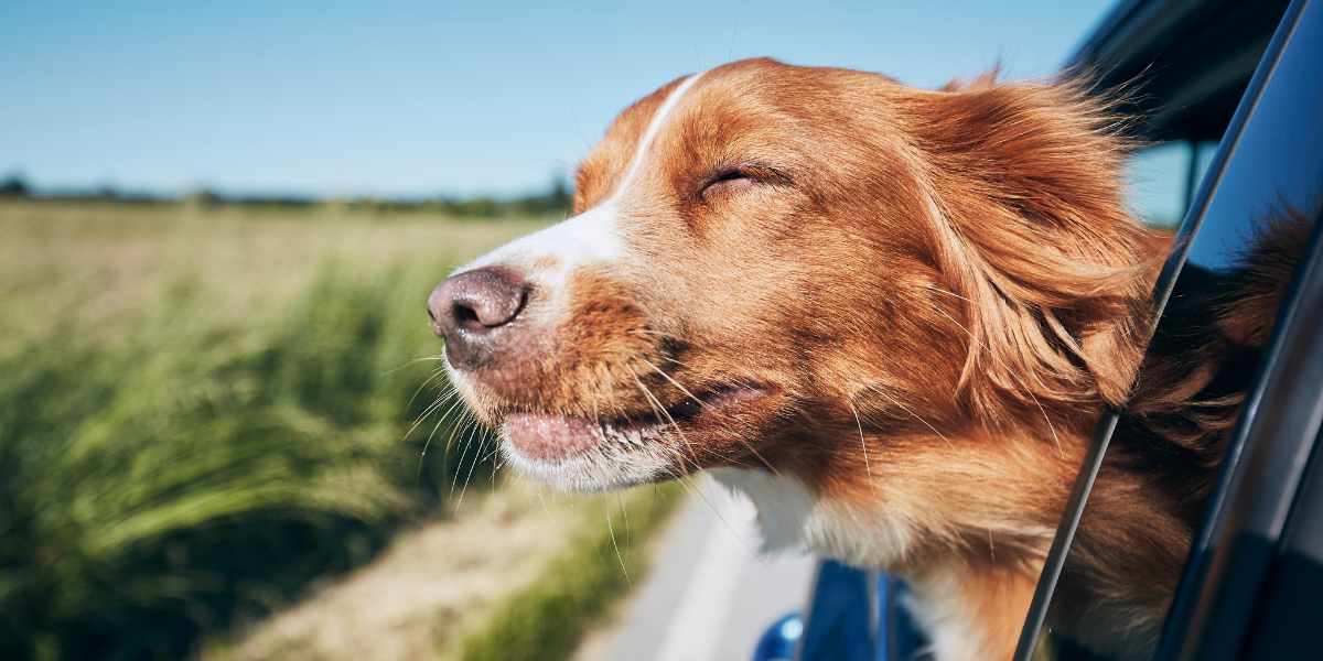 Dog with head out window traveling in a car