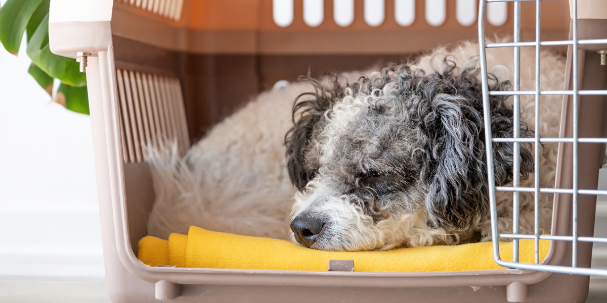 Older dog in a crate