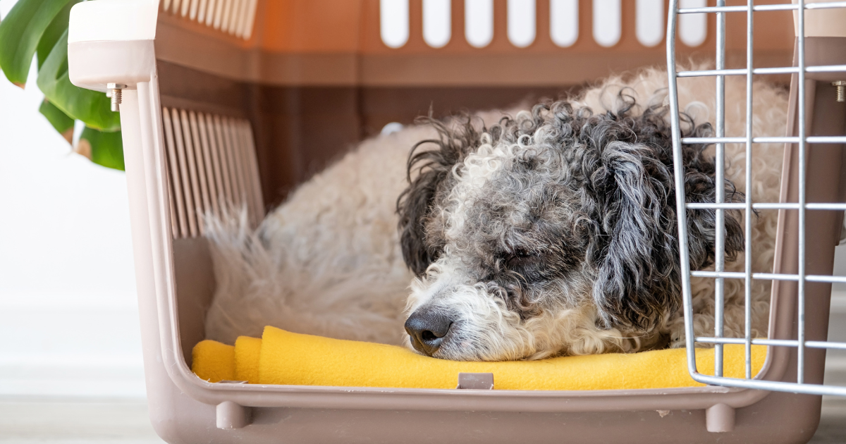 Older dog in a crate