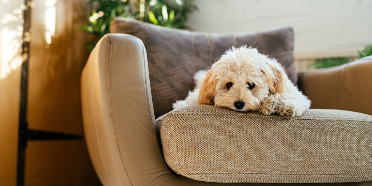 Dog laying down on a chair