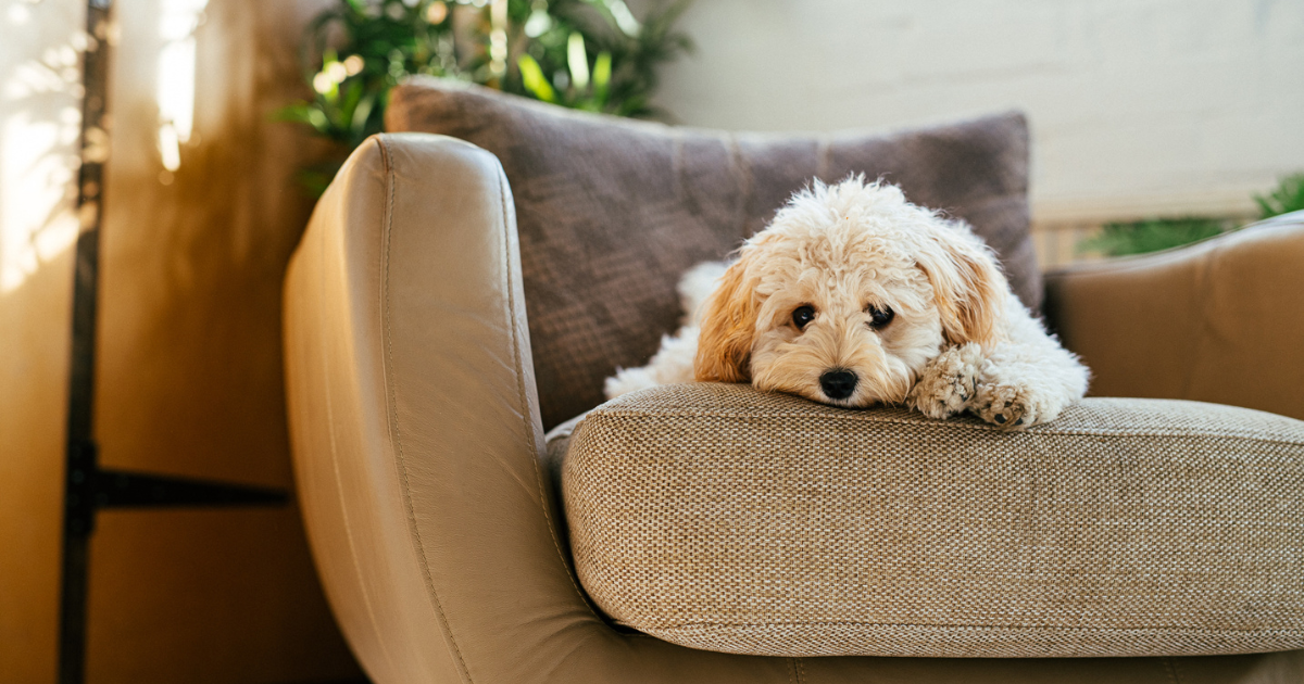 Dog laying down on a chair