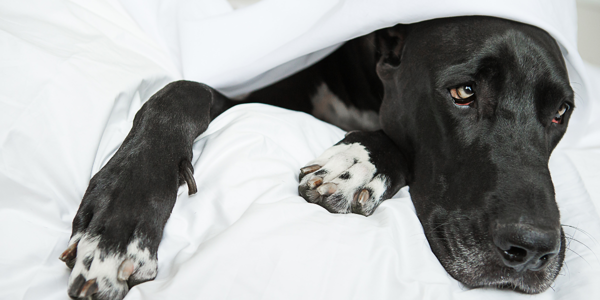 Black dog under sheets