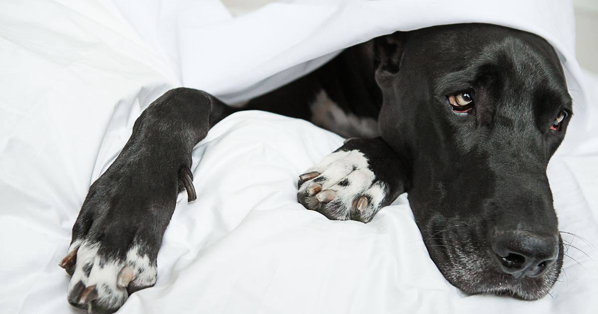 Black dog under sheets