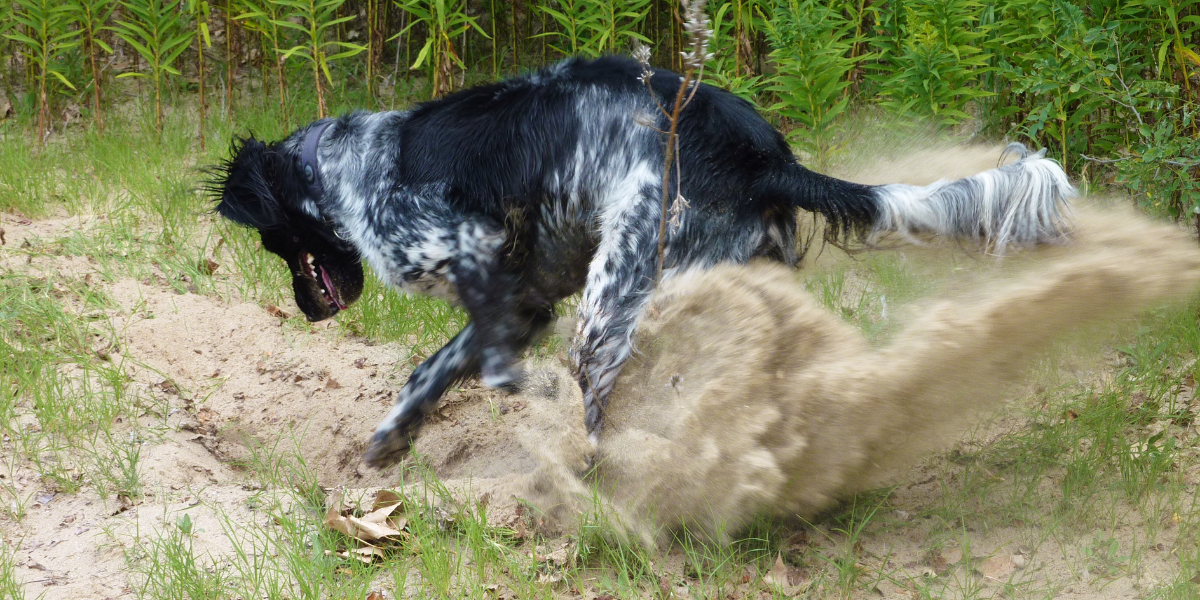 Dog digging