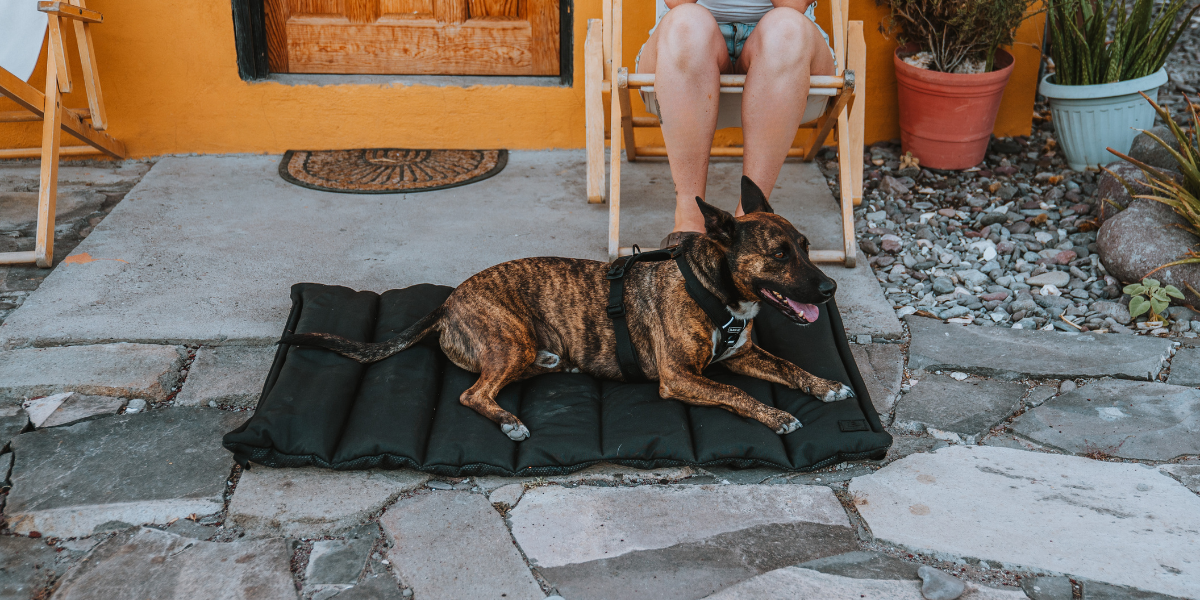 dog on trailblazer travel bed