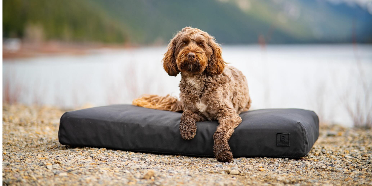 Dog on a beast water proof dog bed