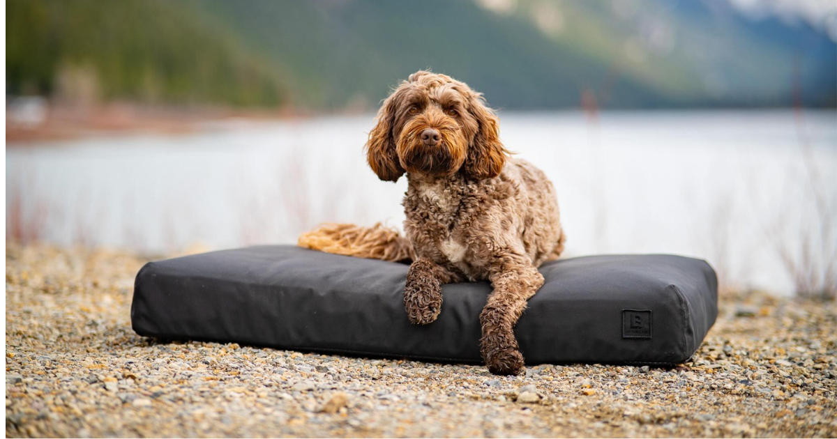 Dog on a beast water proof dog bed