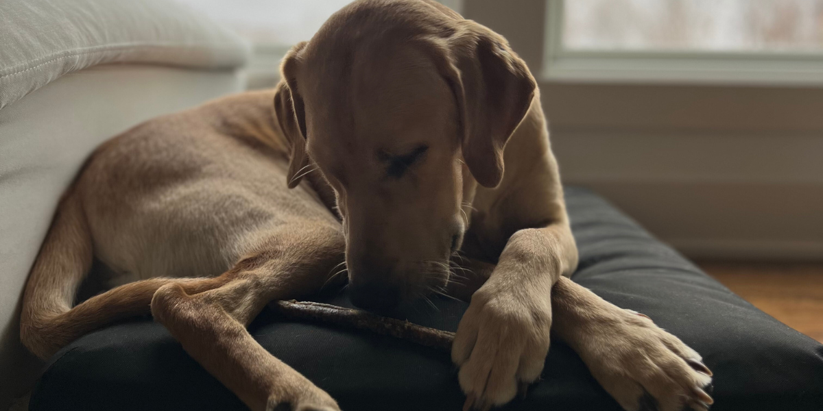 Dog on an orthopedic beast tough dog bed