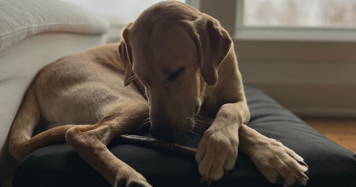 Dog on an orthopedic beast tough dog bed