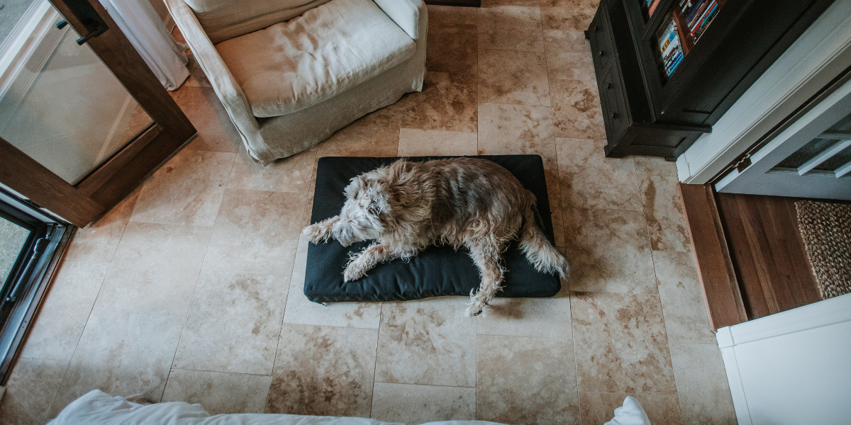 Dog on Beast orthopedic dog bed