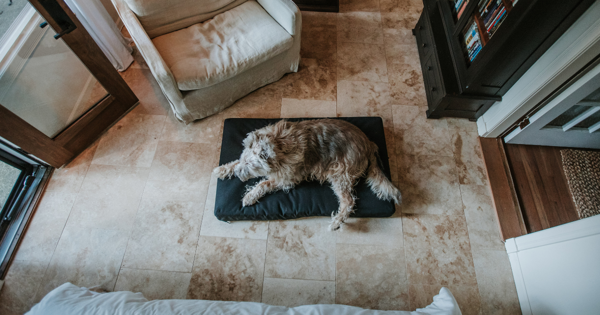 Dog on Beast orthopedic dog bed