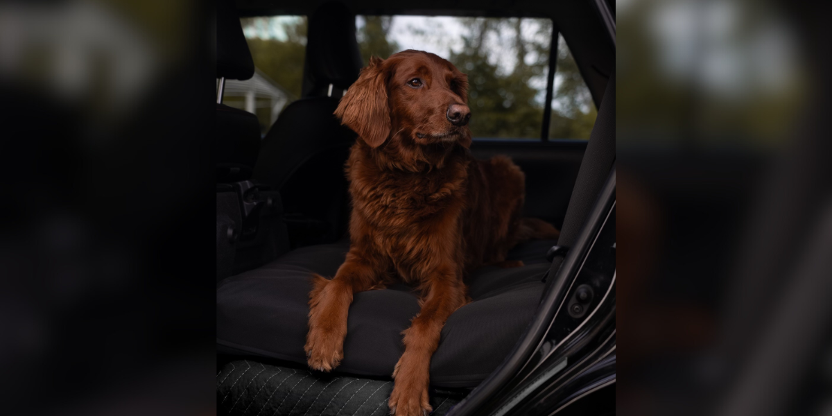 dog on a beast dog bed in the back seat of an SUV