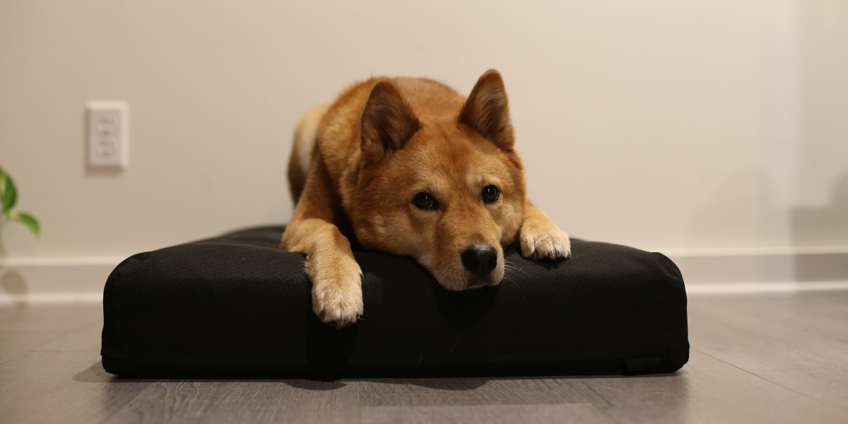 Our Dog Beds Aren’t Just Easy to Clean. They Actually Stay Cleaner.