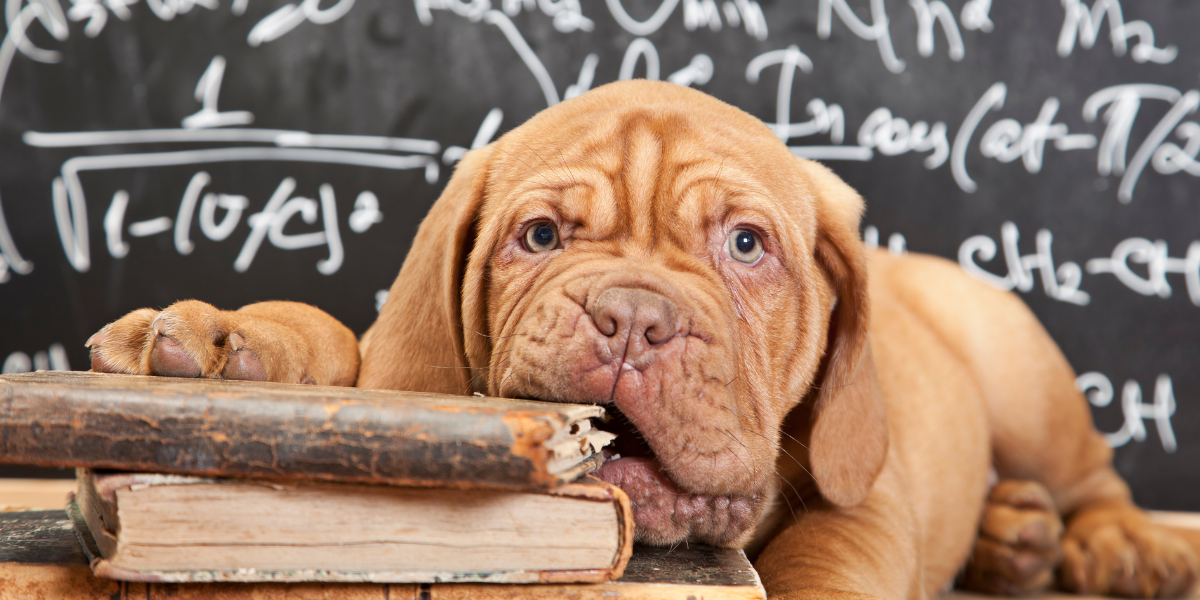 puppy chewing a book