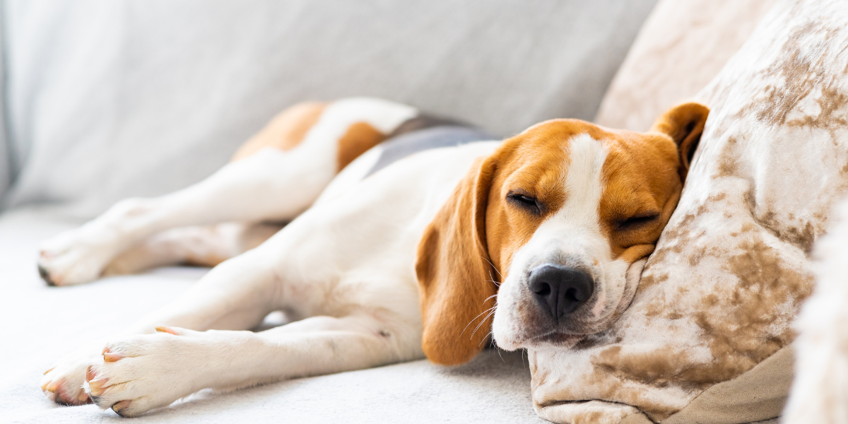 Dog on a couch