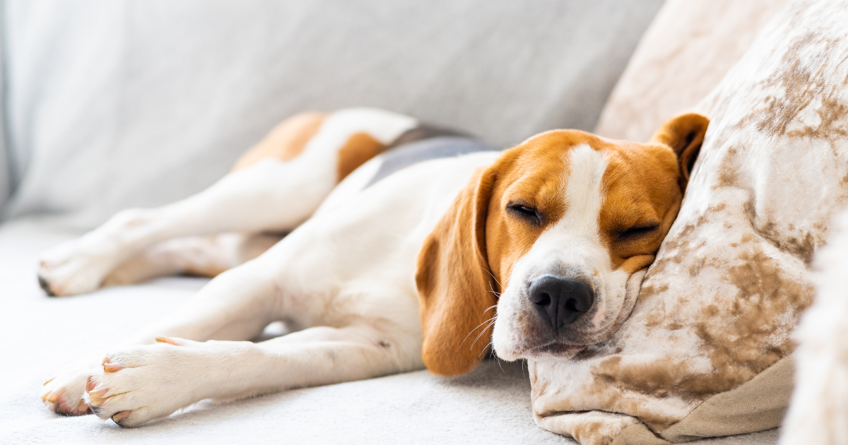 Dog on a couch