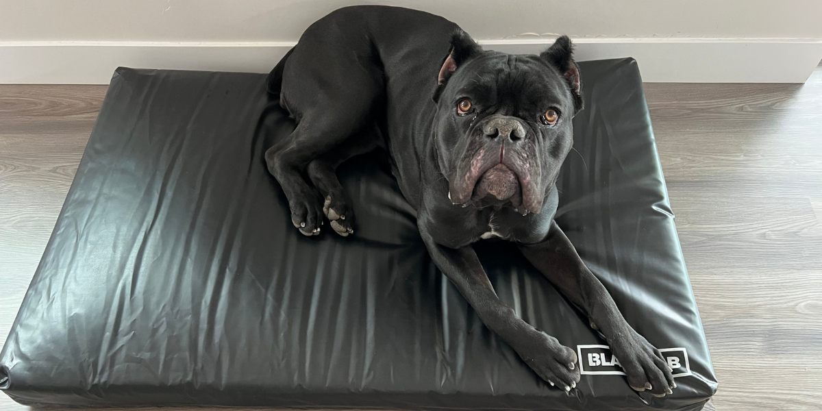 The Ultimate Guide to Choosing Durable Dog Beds That Last