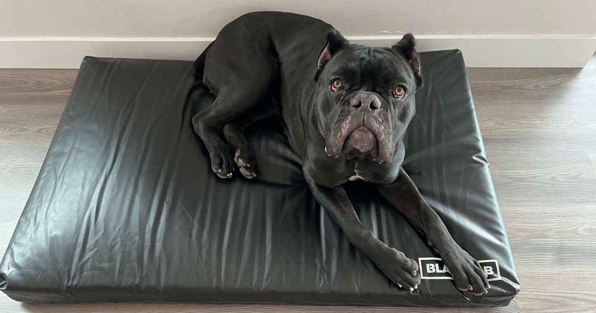 The Ultimate Guide to Choosing Durable Dog Beds That Last