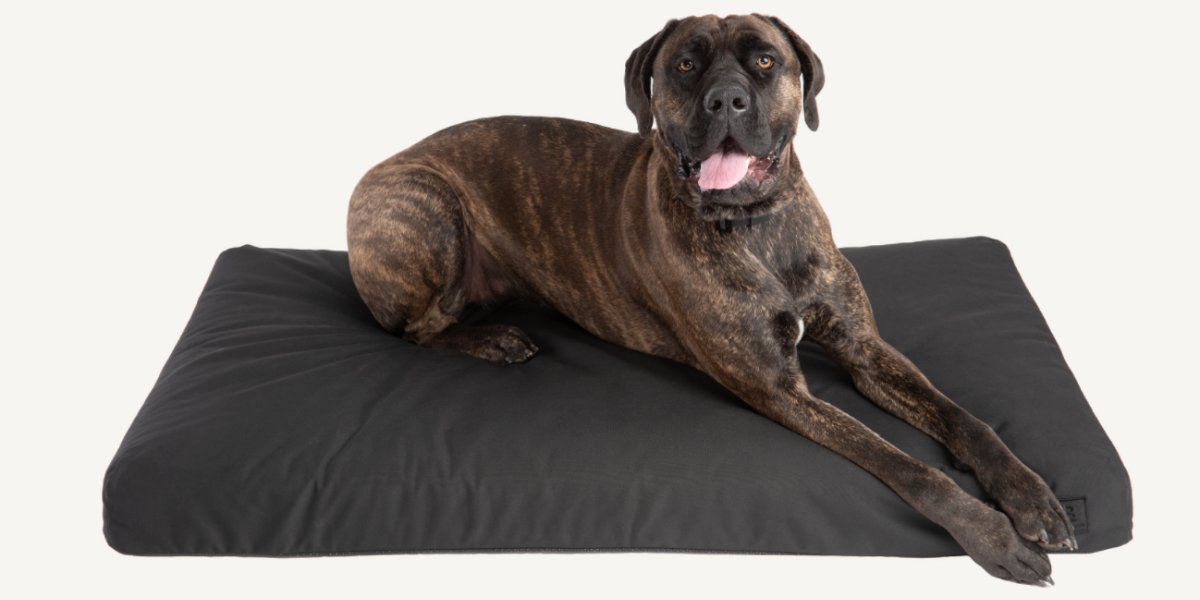 Old Dog on Orthopedic dog bed
