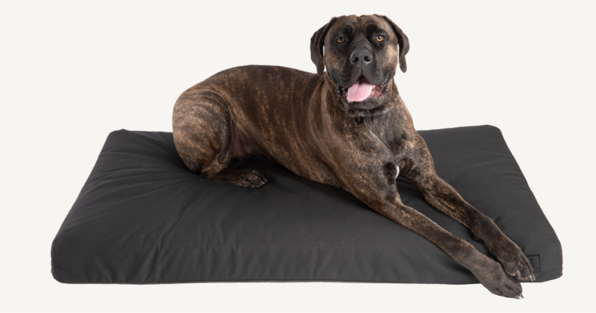 Old Dog on Orthopedic dog bed