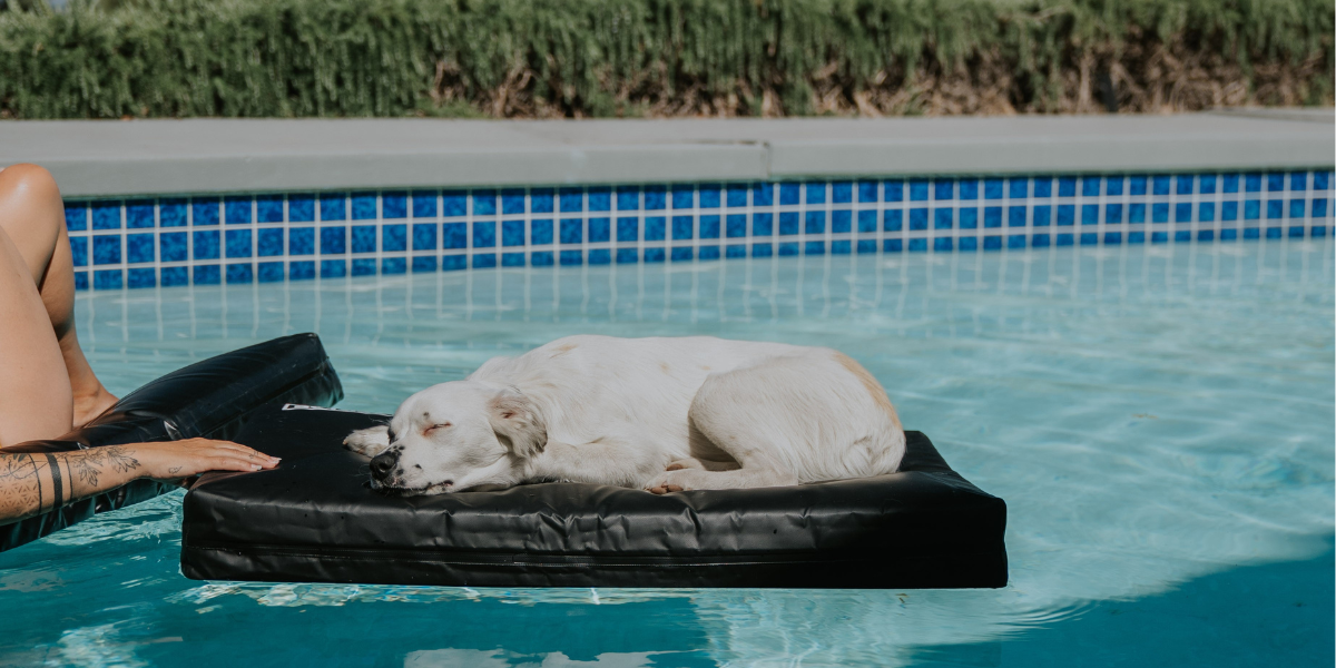 Is Your Dog Bed Sewn? Then It Isn’t Waterproof!