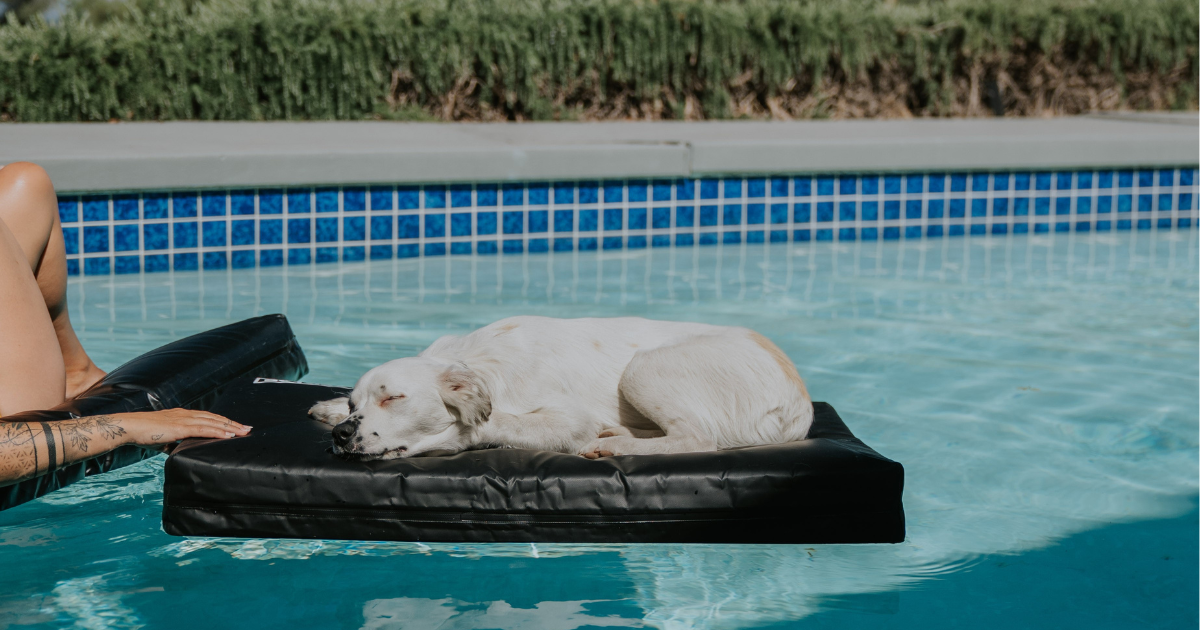 Is Your Dog Bed Sewn? Then It Isn’t Waterproof!