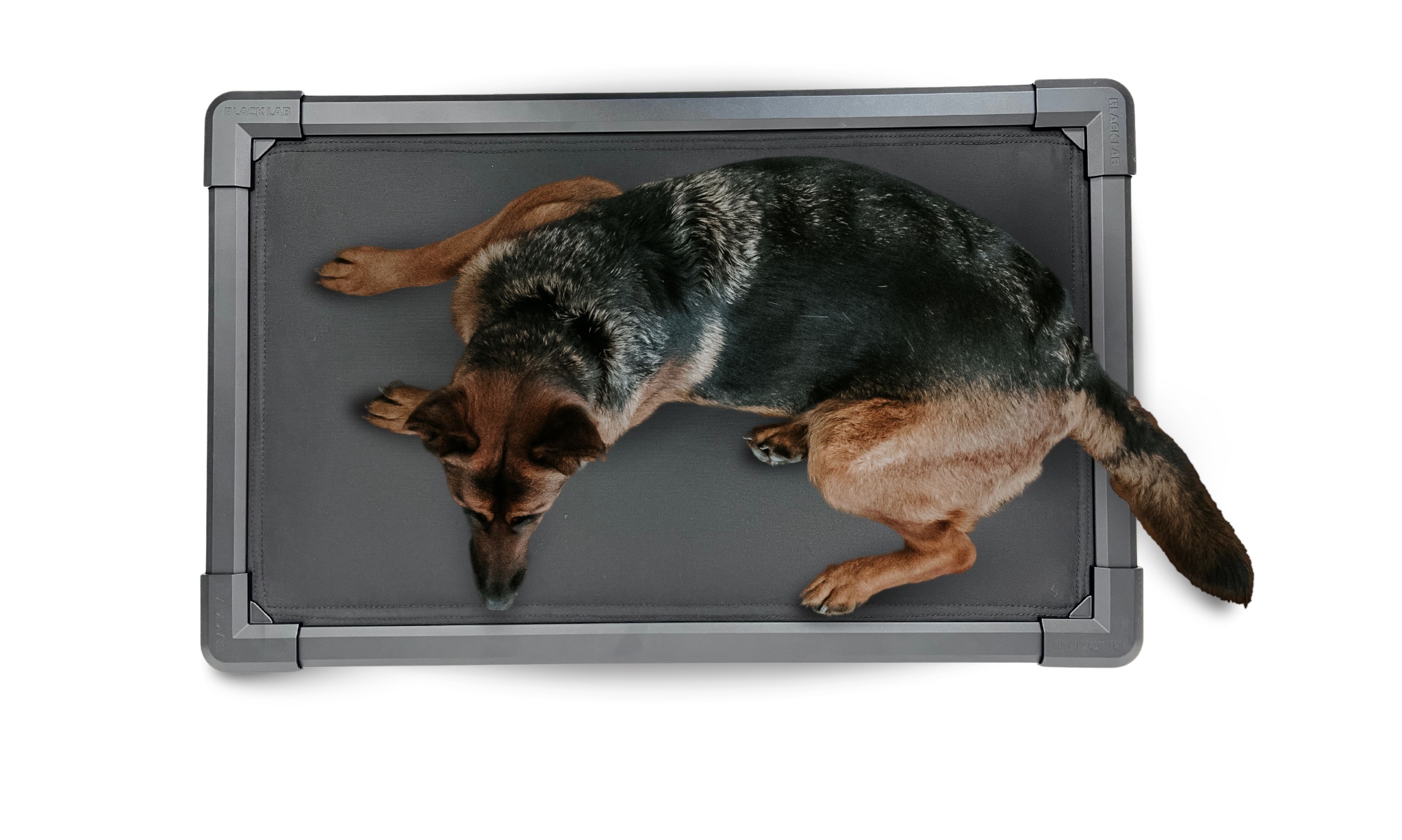 Chew Proof Dog Beds