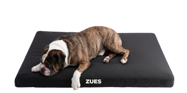 Crate-Friendly Dog Beds