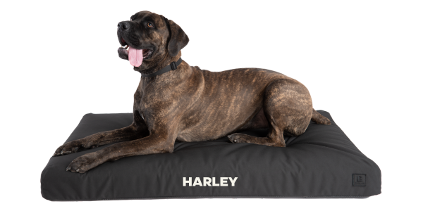 Orthopedic Dog Beds