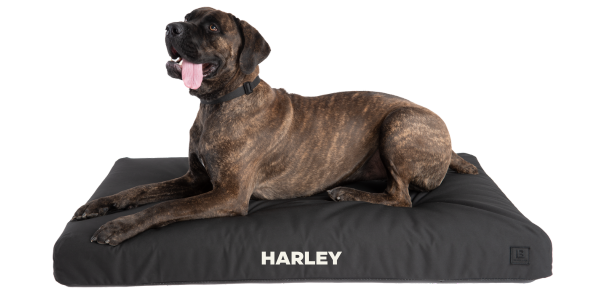 Bolstered Dog Beds