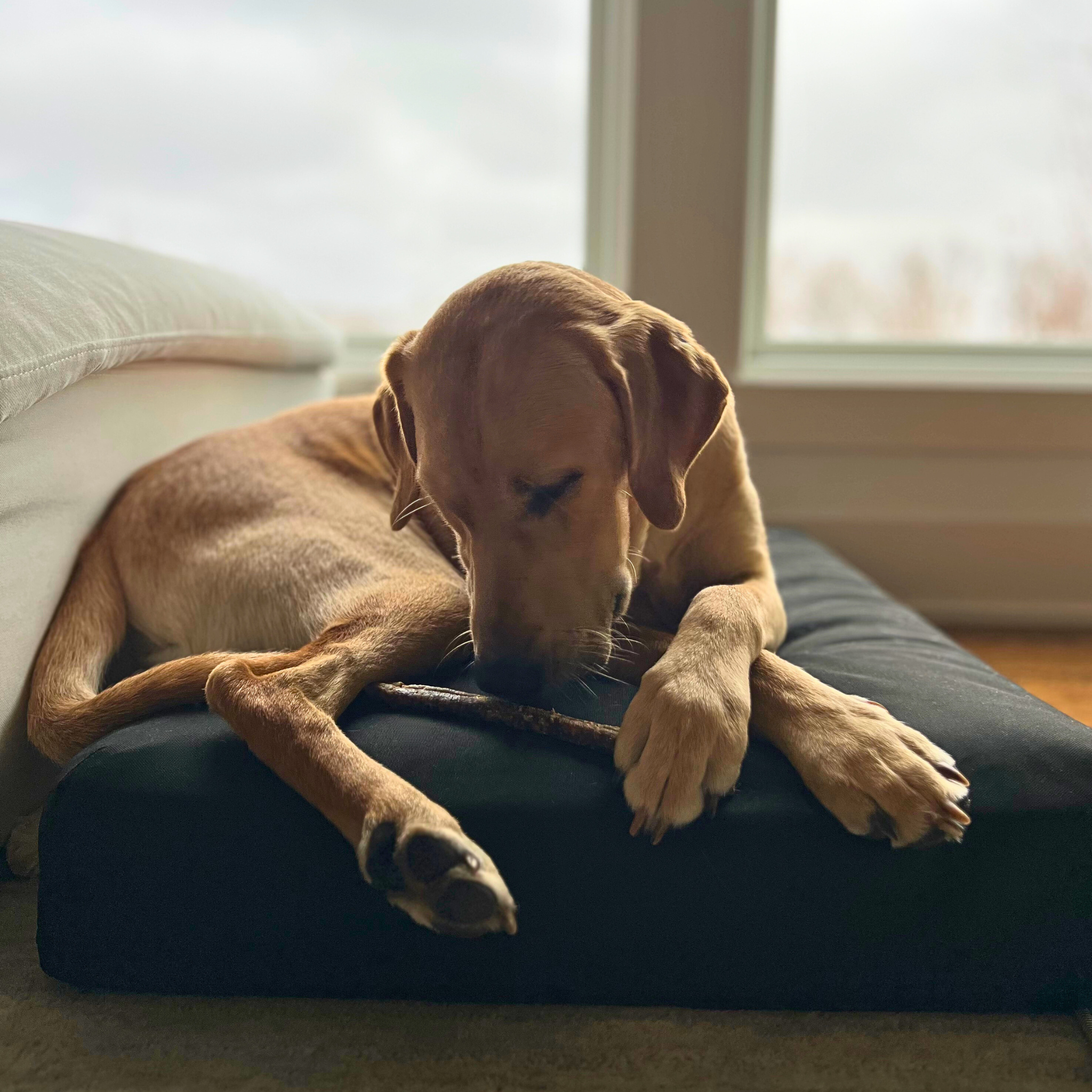 The Beast - UltraTough Orthopedic Dog Bed