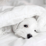 Pet-Friendly Duvet Cover