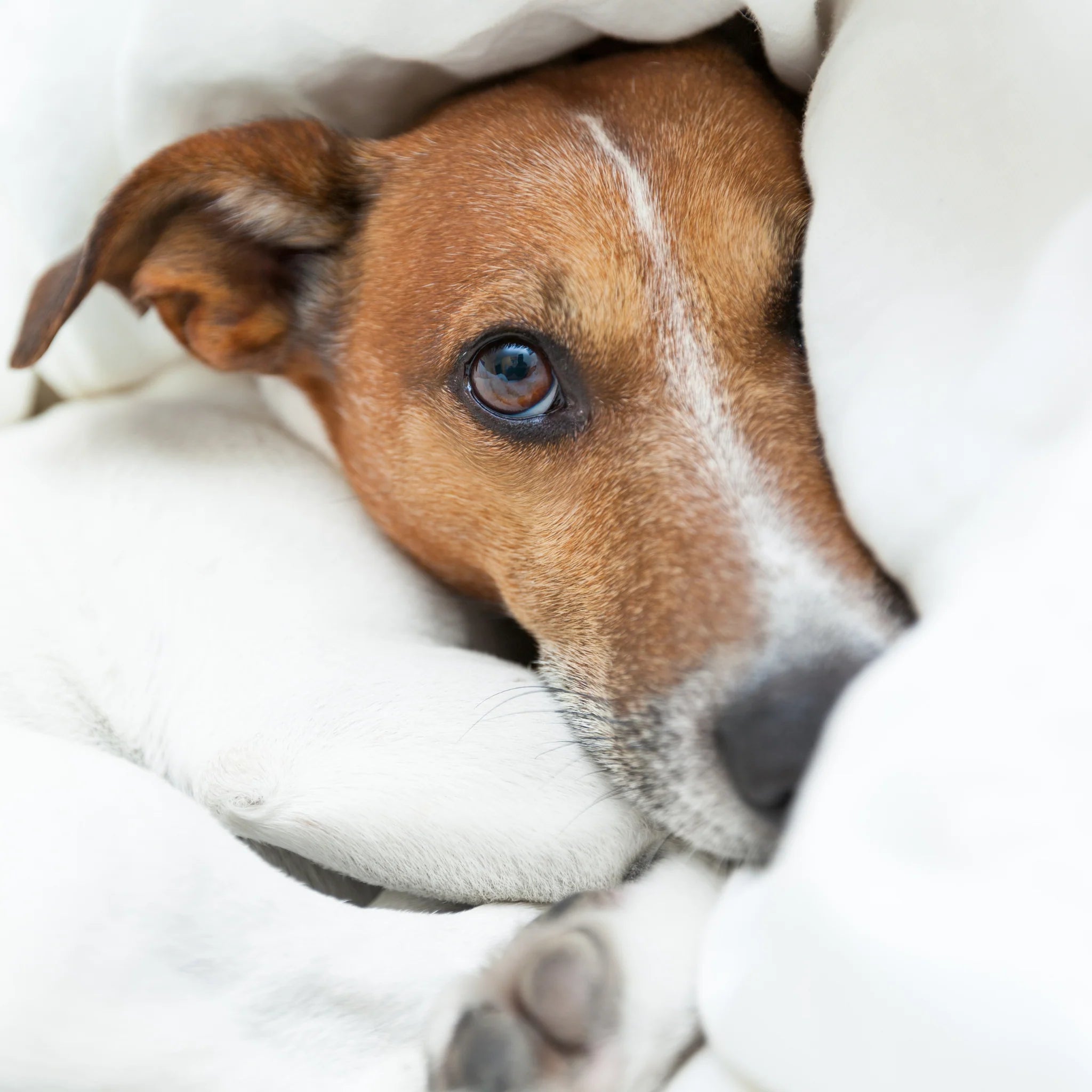 Pet-Friendly Pillow Case