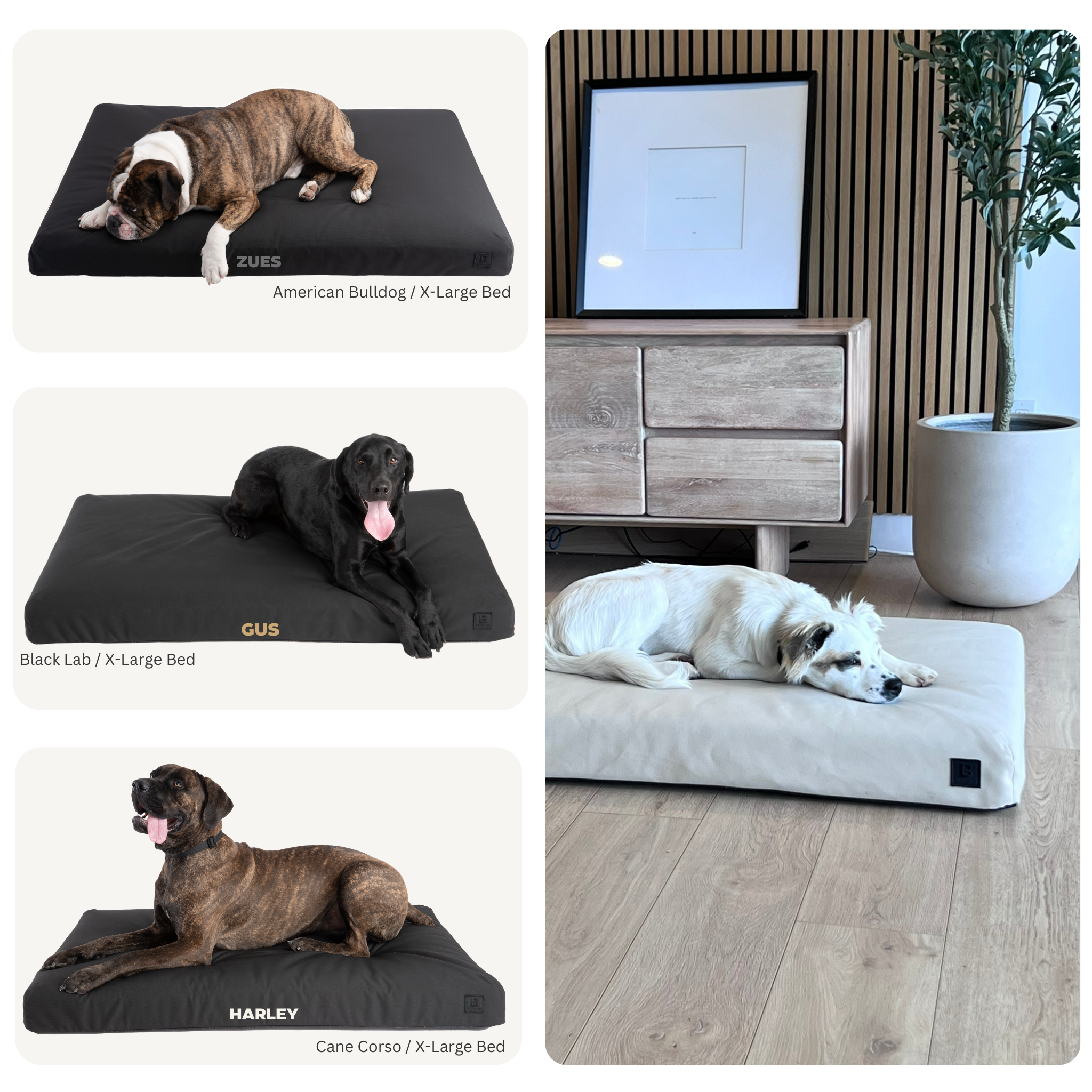Collage of dogs on different dog beds to show bed sizing.