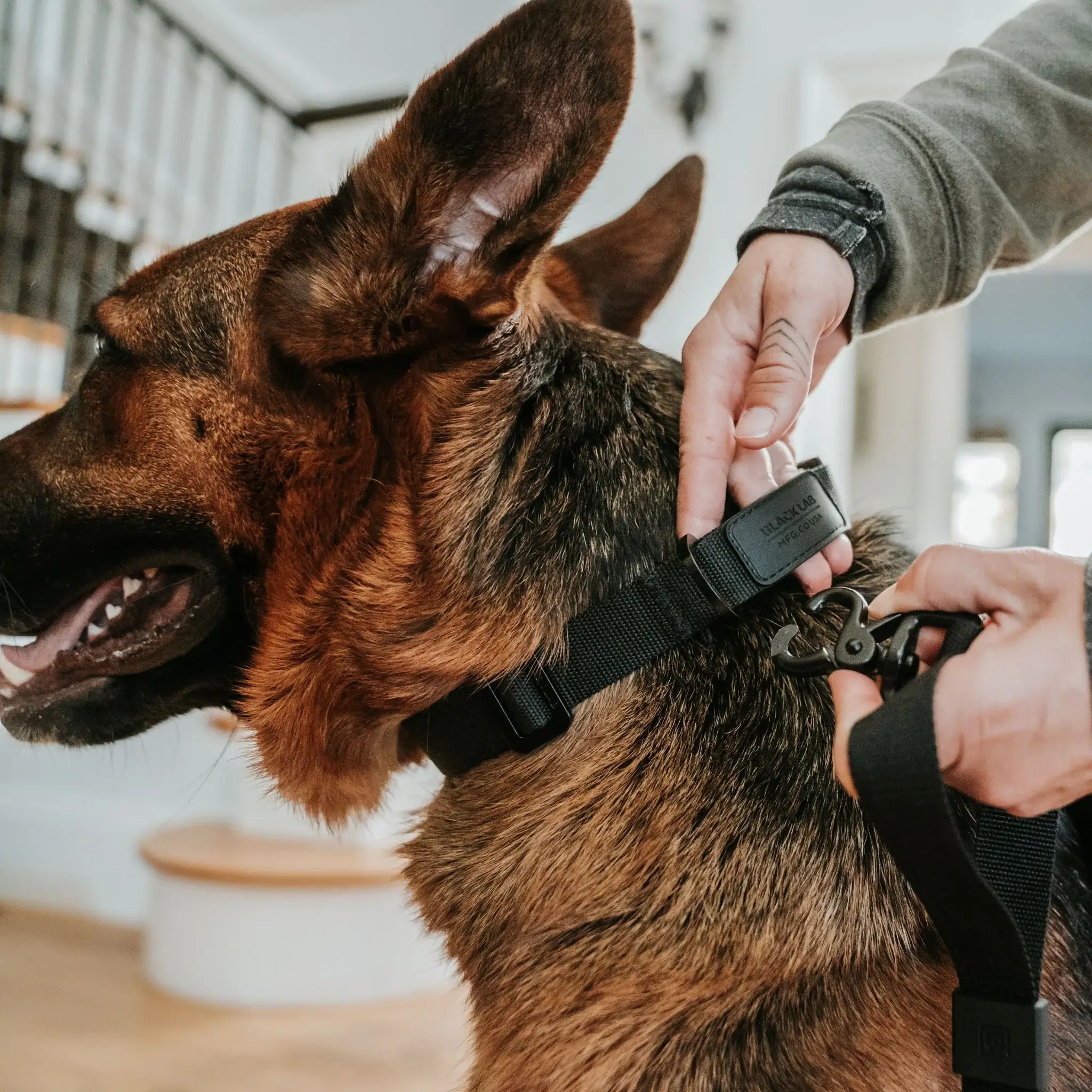 Black Lab Brands Ultralight Dog Collar leash connection