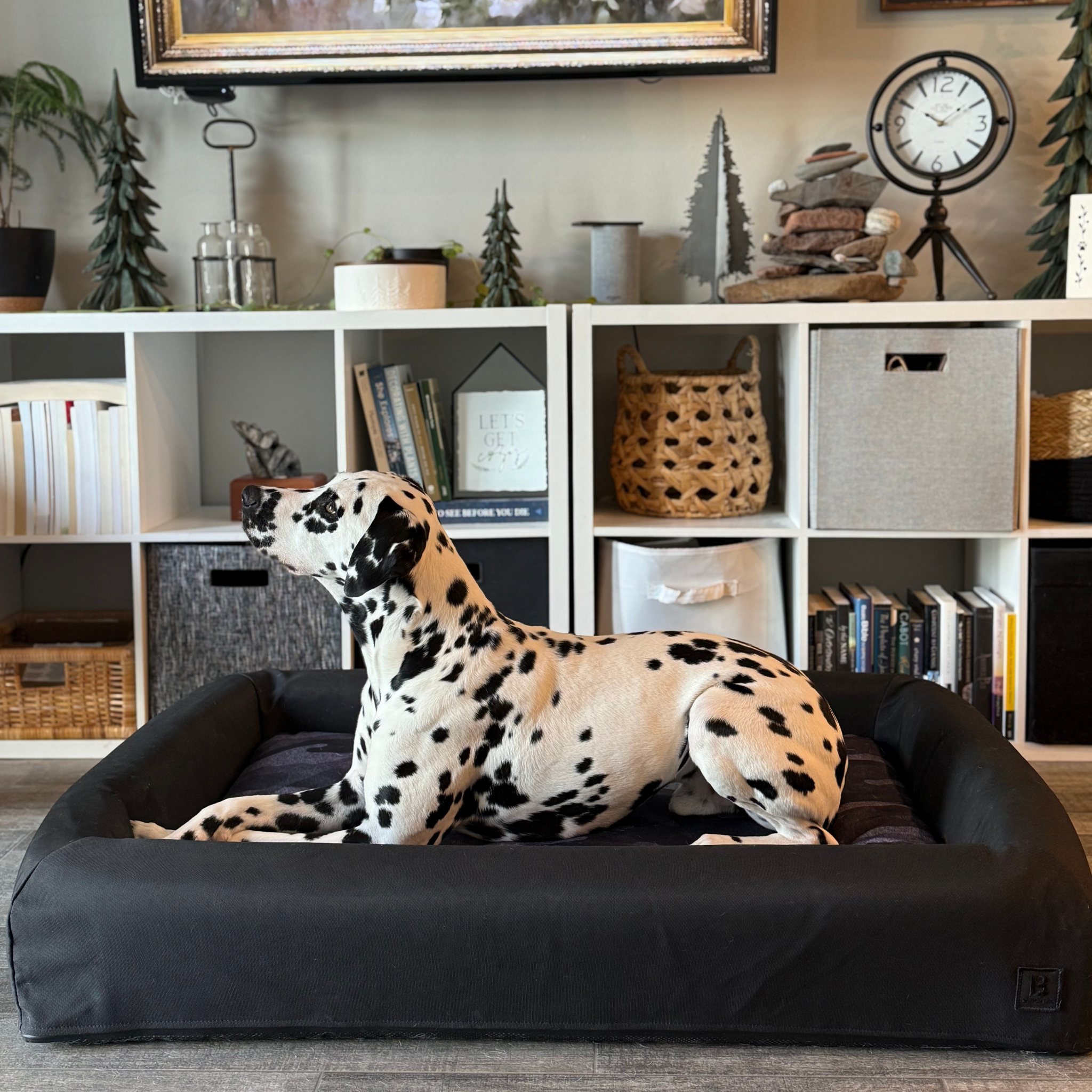 Dalmatian on a modular dog bed with dark camo dog bed and black bolster 