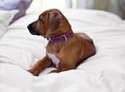 Pet-Friendly Sheet Set w/ Duvet Cover